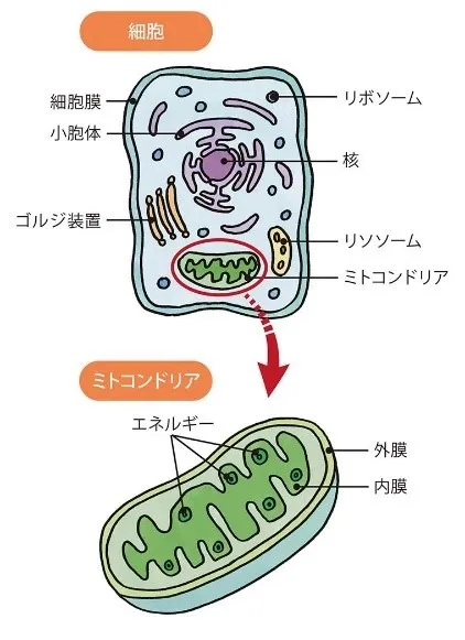 姿勢が良い人って、痩せやすいんですか?